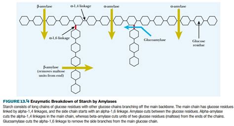 Degradation Of Starch