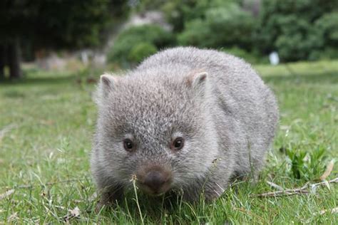 Wombat – plump mammal | DinoAnimals.com