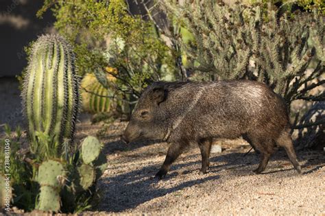 Javelina In The Sedona Arizona Desert Stock Photo Adobe Stock