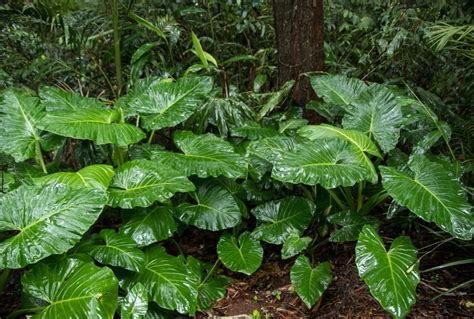 Oreille d éléphant conseils d entretien et de culture de l Alocasia