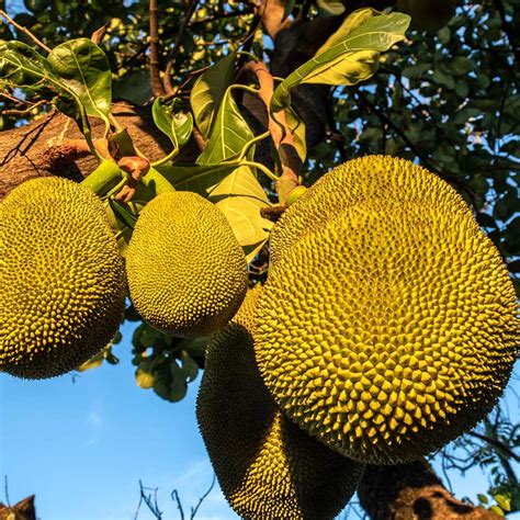 Jackfruit Trees for Sale | BrighterBlooms.com