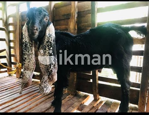 Jamunapari Goat For Sale In Kelaniya Ikman