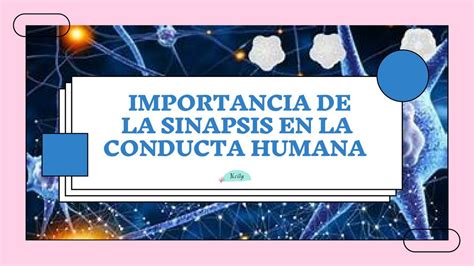 Importancia De La Sinapsis En La Conducta Humana Lylo Udocz