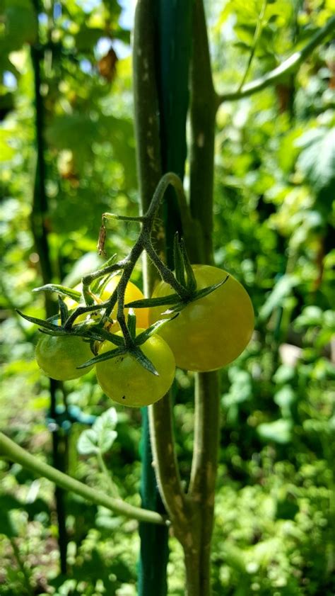 Mexikanische Honigtomate Chiliforum Chili Pepper De