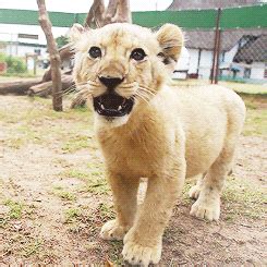 angry: Get Roaring Angry Lion Gif Gif