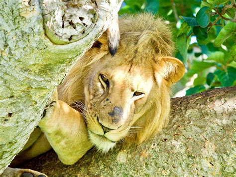 Tree Climbing Lions Of Uganda Ishasha Section