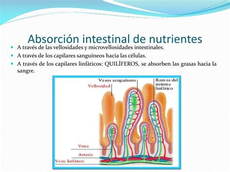 Ppt Procesos Digestivos IngestiÓn DigestiÓn MecÁnica QuÍmica