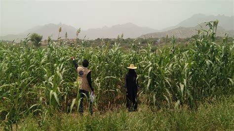 In Raymah Governorate Yemen Acted Is Helping Farmers Sow The Seeds Of