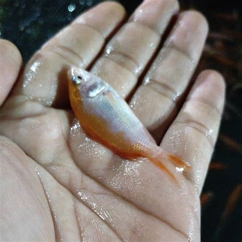 Jual Bibit Ikan Nila Merah Size Cm Shopee Indonesia