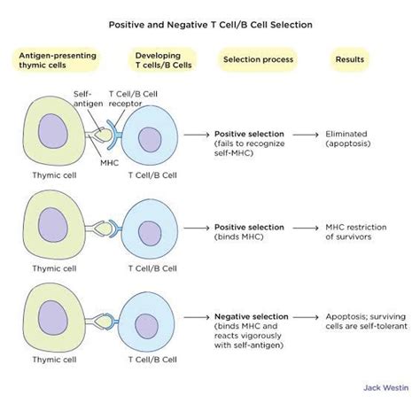 Positive And Negative Selection Of T And B Cells MEDizzy