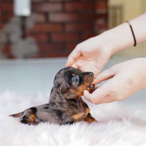 Dobi - Mini Dachshund Male - Mini Teacup Puppies, INC