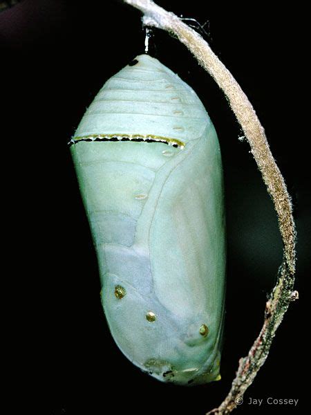 Monarch pupa | Butterfly pupa, Butterfly, Bugs and insects