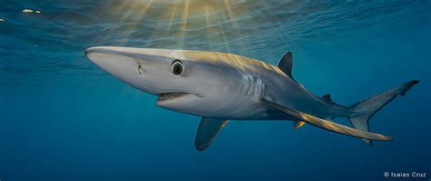 Blue Shark | Sharkpedia