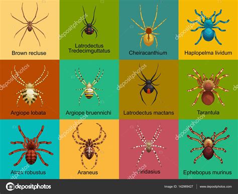 Juego De Dibujos Animados De Arañas Colección De Insectos Peligrosos Vector De Stock 142969427