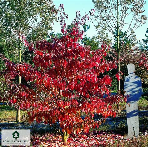 Cornus Alle Arten Und Sorten