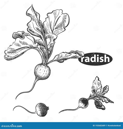 Detailed Hand Drawn Black And White Illustration Set Of Radish Sketch