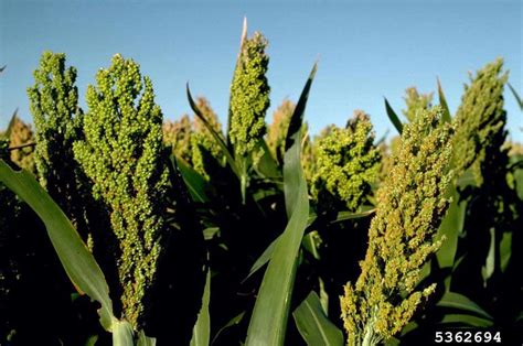 Sorghum Type Unspecified Sorghum Bicolor