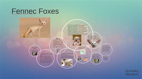 Fennec Foxes By Ashley Blackburn On Prezi