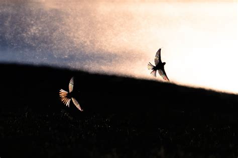 Incredible Winning Photos From The Gdt Nature Photographer Of The