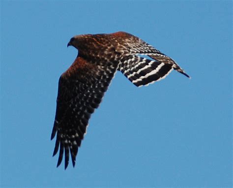 Connecticut Audubon Society: Red-shouldered Hawks at a Fairfield High ...