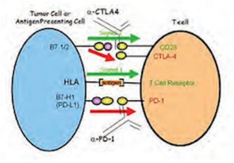 What are Immune Checkpoints, and How Can We Block Them? - BroadcastMed