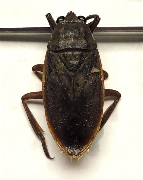 Belostomatidae Sp 1 Bioquipbugs