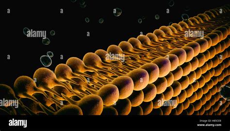 Glycolipids In Cell Membrane