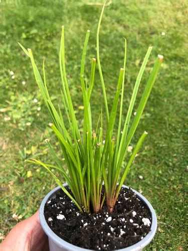 Kniphofia Orange Vanilla Popsicle Hillside Exotic Gard