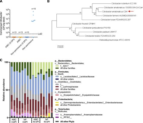 Citrobacter Amalonaticus Inhibits The Growth Of Citrobacter Rodentium