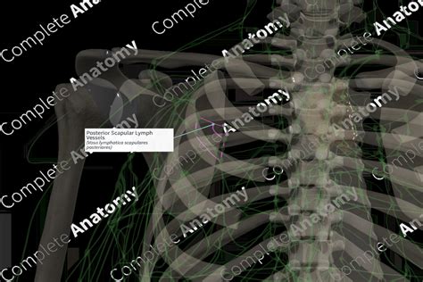 Posterior Scapular Lymph Vessels Left Complete Anatomy