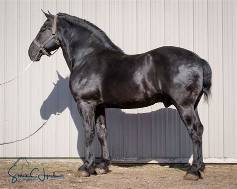 F.P. Icepick, Percheron Stallion | Horses, Draft horses, Percheron horses