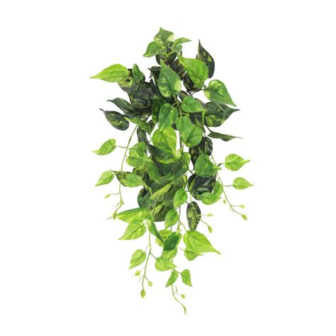 Ebern Designs Hanging Pothos Bush And Reviews Wayfair