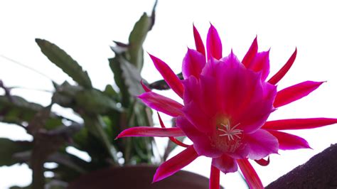 How To Care For A Red Orchid Cactus