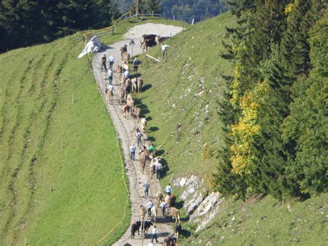 Buochserhorn Bleikigrat Musenalp Brisenhaus SAC Sektion Lindenberg