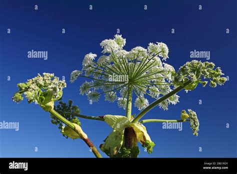 Giant Hogweed Heracleum Mantegazzianum Inflorescence Netherlands