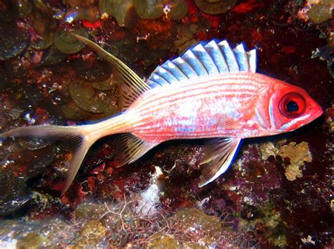 Longspine Squirrelfish Holocentrus Rufus Turks And Caicos Photo 4