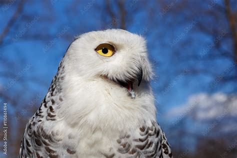 Closeup Portrait Of A Snowy Owl On Blue Sky Stock Photo Adobe Stock