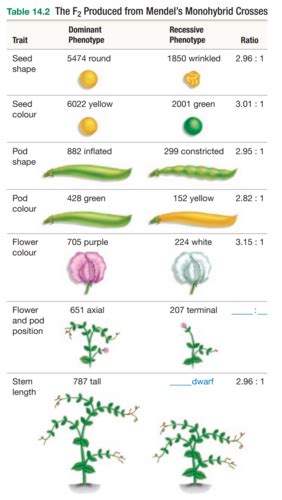 Mendel And The Gene Idea Flashcards Quizlet