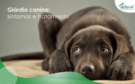 Giárdia Canina Sintomas E Tratamento Doctor Vet