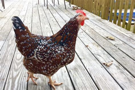 Speckled Sussex Chicken Breed Profile The Hip Chick