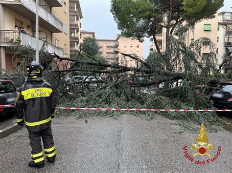 Paura In Via Leoncavallo Grosso Albero Cade Allimprovviso Sulle Auto