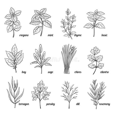 Hand Drawn Vector Set Of Herbs And Spices Vintage Stock Vector