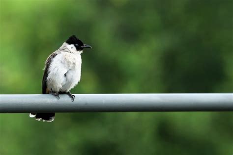 5 Jenis Pakan Burung Kutilang Yang Menyehatkan Dan Bikin Gacor