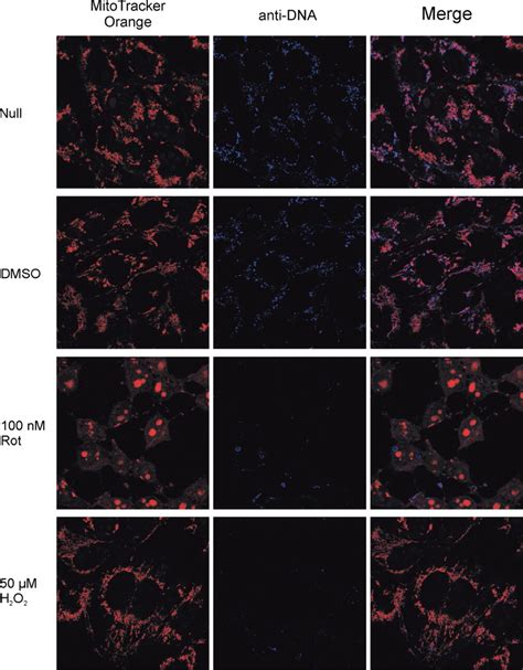 Confocal Microscopic Analyses Of Human B Tk Cells After Incubating