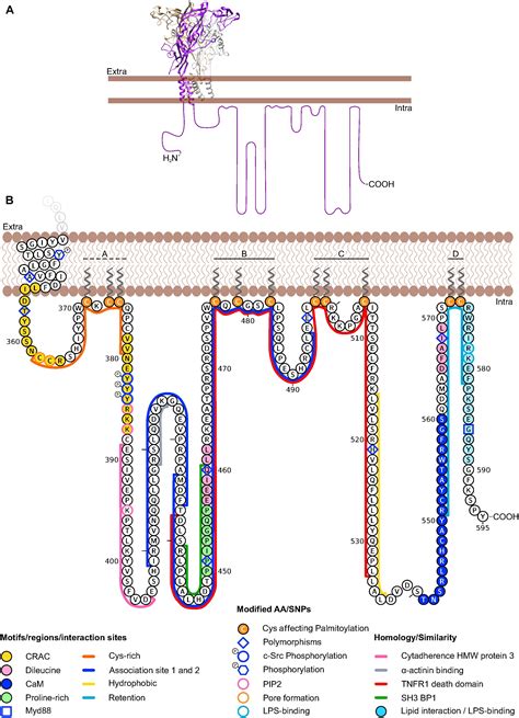 Frontiers P2x7 Interactions And Signaling Making Head Or Tail Of It