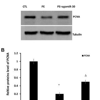 Effect Of Mir On Expression Level Of Pcna In Placental Tissues A