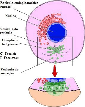 Qual A Função Do Complexo Golgiense - Complexo Golgiense. Funções do complexo golgiense - Biologia Net