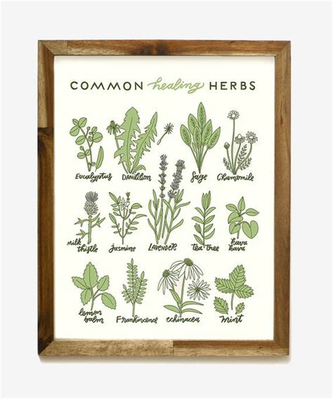 Healing Herbs 11 X 14 Screen Print Etsy In 2020 Herb Art Framed