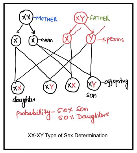 लिंग निर्धारण In Hindi।sex Determination In Human In Hindi। Sikhobio