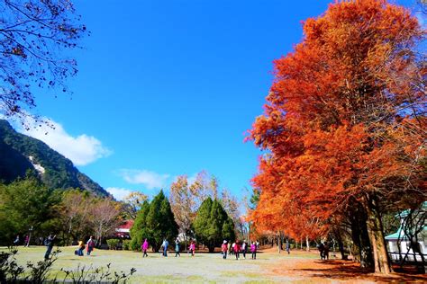 【南投】錯過等明年！奧萬大指標性落羽松進入最佳觀賞期，20公尺高巨型落羽松紅得太浪漫！ 好想去喔